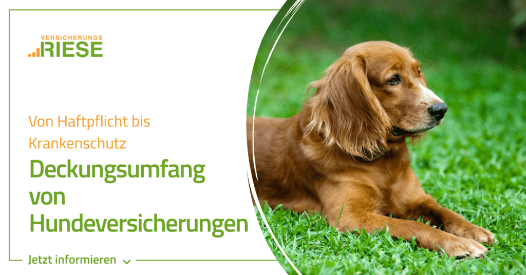 Deckungsumfang einer Hundeversicherung